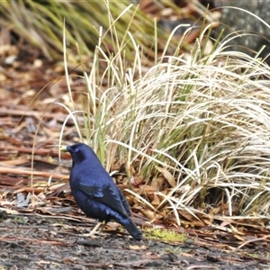 Ptilonorhynchus violaceus (Satin Bowerbird) at Tharwa, ACT - Yesterday by Harrisi