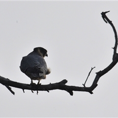 Falco longipennis (Australian Hobby) at Tharwa, ACT - Yesterday by Harrisi