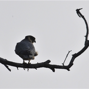 Falco longipennis at Tharwa, ACT - Yesterday by Harrisi