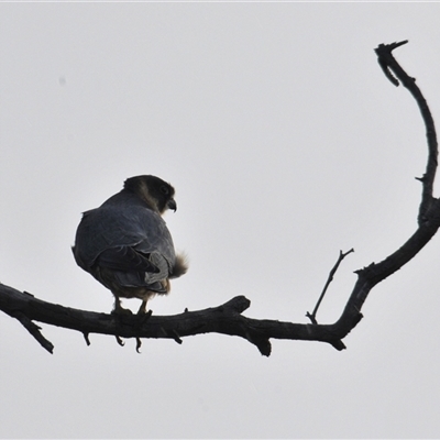 Falco longipennis (Australian Hobby) at Tharwa, ACT - Yesterday by Harrisi
