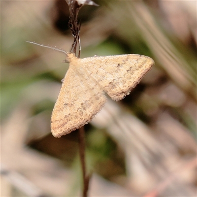 Scopula rubraria at Wallaroo, NSW - 17 Mar 2025 by ConBoekel
