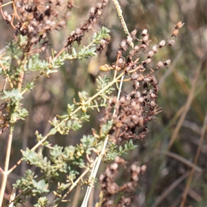 Hypericum perforatum (St John's Wort) at Wallaroo, NSW - 17 Mar 2025 by ConBoekel