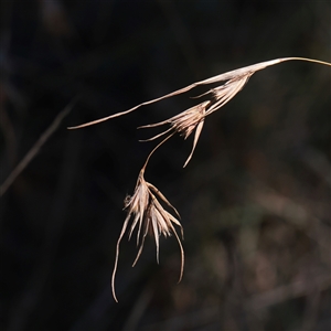 Themeda triandra (Kangaroo Grass) at Wallaroo, NSW - 17 Mar 2025 by ConBoekel