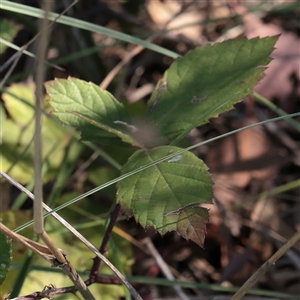 Rubus anglocandicans (Blackberry) at Wallaroo, NSW - 17 Mar 2025 by ConBoekel