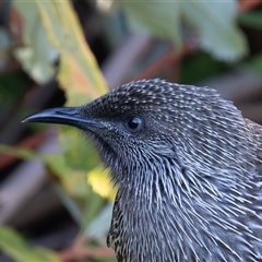 Anthochaera chrysoptera (Little Wattlebird) at Acton, ACT - Today by rawshorty