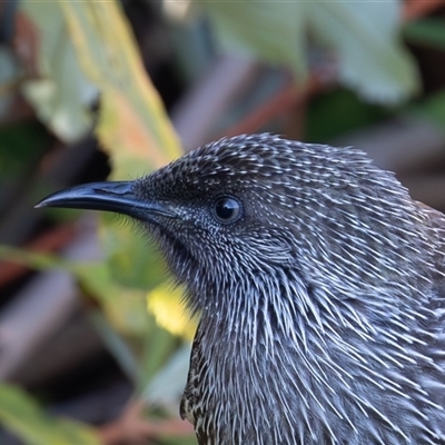 Anthochaera chrysoptera (Little Wattlebird) at Acton, ACT - Today by rawshorty