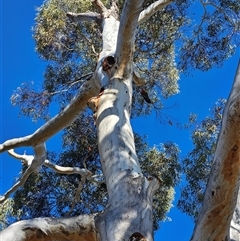 Callocephalon fimbriatum at Cook, ACT - Today by LuluBird