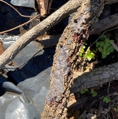 Unverified Slime Mould at Broke, NSW - 26 Jun 2025 by RoyP