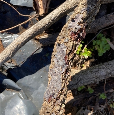 Unverified Slime Mould at Broke, NSW - 26 Jun 2025 by RoyP