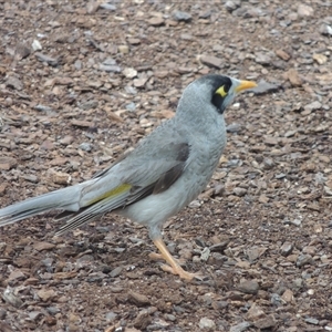 Manorina melanocephala (Noisy Miner) at Downer, ACT - 3 Dec 2024 by MichaelBedingfield