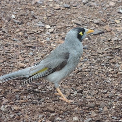 Manorina melanocephala (Noisy Miner) at Downer, ACT - 3 Dec 2024 by MichaelBedingfield