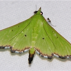 Unverified Pyralid or Snout Moth (Pyralidae & Crambidae) at Abergowrie, QLD - 20 Oct 2008 by PJH123