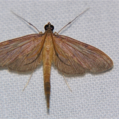Unverified Pyralid or Snout Moth (Pyralidae & Crambidae) at Abergowrie, QLD - 20 Oct 2008 by PJH123