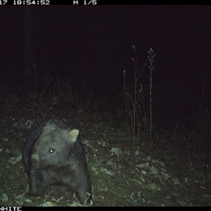 Vombatus ursinus (Bare-nosed Wombat) at Murrah, NSW - 17 Sep 2024 by JoelStibbardBCT