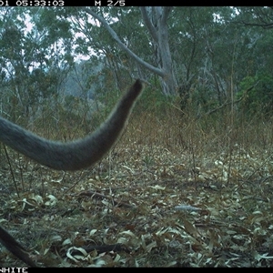 Notamacropus rufogriseus (Red-necked Wallaby) at Murrah, NSW - 1 Nov 2024 by JoelStibbardBCT