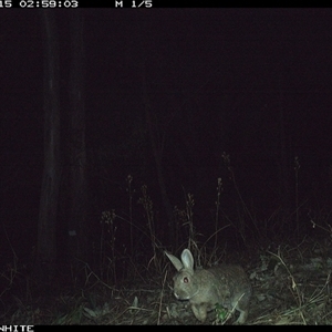 Oryctolagus cuniculus (European Rabbit) at Murrah, NSW - 15 Sep 2024 by JoelStibbardBCT