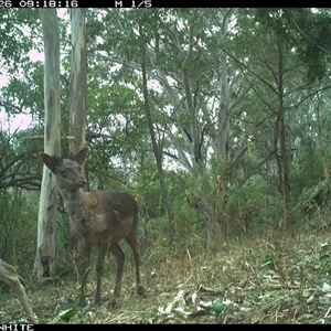 Dama dama (Fallow Deer) at Murrah, NSW - 26 Sep 2024 by JoelStibbardBCT