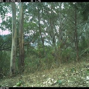 Notamacropus rufogriseus (Red-necked Wallaby) at Murrah, NSW - 30 Sep 2024 by JoelStibbardBCT