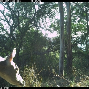 Cervus unicolor (Sambar Deer) at Murrah, NSW - 12 Oct 2024 by JoelStibbardBCT