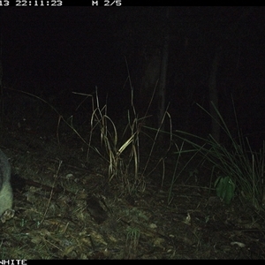 Trichosurus vulpecula (Common Brushtail Possum) at Murrah, NSW - 13 Nov 2024 by JoelStibbardBCT