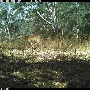 Unverified Mammal at Murrah, NSW - 26 Oct 2024 by JoelStibbardBCT
