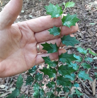 Aphananthe philippinensis (rough-leaved elm, native elm, axe-handle wood) at Pappinbarra, NSW - 6 Feb 2025 by jonvanbeest