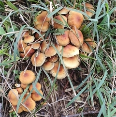Hypholoma sp. (Hypholoma) at Penrose, NSW - Today by Aussiegall