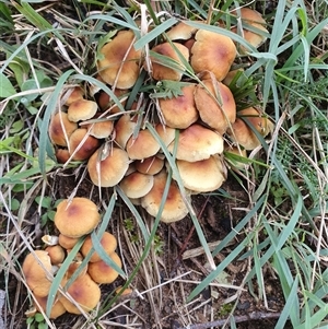 Hypholoma sp. by Aussiegall