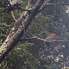 Callocephalon fimbriatum (Gang-gang Cockatoo) at Fitzroy Falls, NSW - 15 Mar 2025 by KylieP