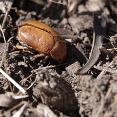 Unverified Scarab beetle (Scarabaeidae) at Campbell, ACT - 10 Feb 2023 by MargD