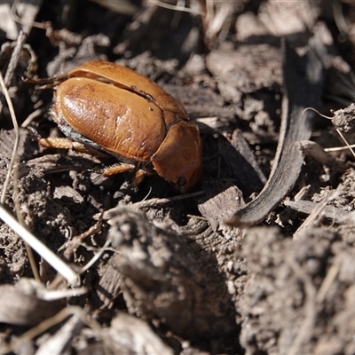 Unverified Scarab beetle (Scarabaeidae) at Campbell, ACT - 10 Feb 2023 by MargD