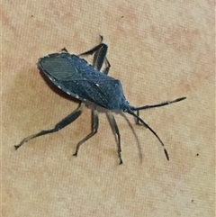 Poecilometis sp. (genus) at Crowther, NSW - Yesterday by Frecko