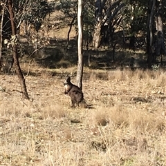 Osphranter robustus robustus (Eastern Wallaroo) at Crowther, NSW - Yesterday by Frecko