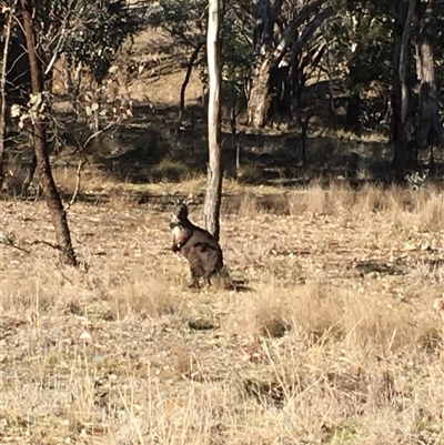 Osphranter robustus robustus (Eastern Wallaroo) at Crowther, NSW - Yesterday by Frecko