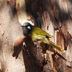 Nesoptilotis leucotis (White-eared Honeyeater) at Kambah, ACT - Today by LineMarie