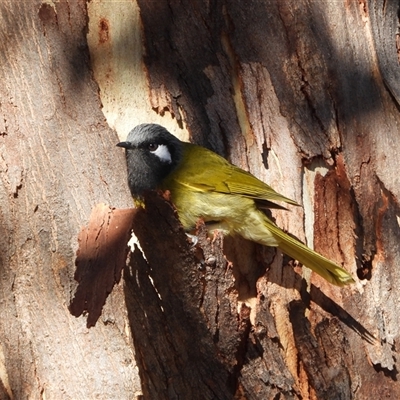 Nesoptilotis leucotis (White-eared Honeyeater) at Kambah, ACT - Today by LineMarie