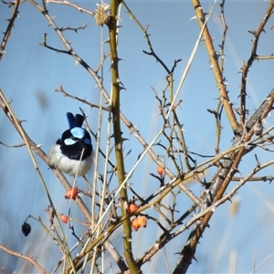 Malurus cyaneus (Superb Fairywren) at Kambah, ACT - Today by LineMarie