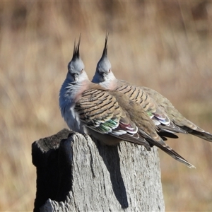 Ocyphaps lophotes at Kambah, ACT - Today by LineMarie