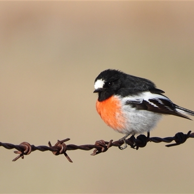 Petroica boodang (Scarlet Robin) at Kambah, ACT - Today by LineMarie