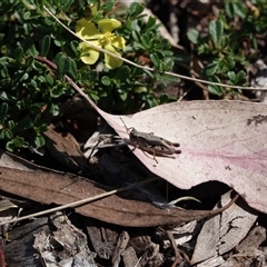 Phaulacridium vittatum (Wingless Grasshopper) at Campbell, ACT - 10 Feb 2023 by MargD