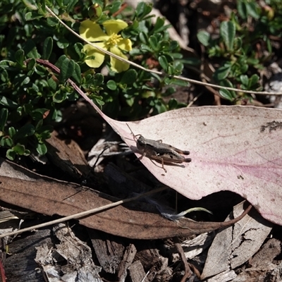 Phaulacridium vittatum (Wingless Grasshopper) at Campbell, ACT - 10 Feb 2023 by MargD