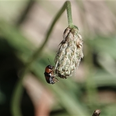 Aporocera sp. (genus) (Unidentified Aporocera leaf beetle) at Campbell, ACT - 10 Feb 2023 by MargD