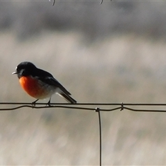 Petroica boodang (Scarlet Robin) at Symonston, ACT - Today by CallumBraeRuralProperty