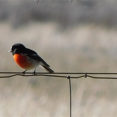 Petroica boodang (Scarlet Robin) at Symonston, ACT - Today by CallumBraeRuralProperty