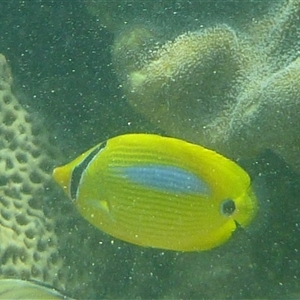 Chaetodon plebeius (Bluespot Butterflyfish) at Palm Island, QLD - 5 Sep 2023 by LauraBailey