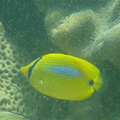 Chaetodon plebeius (Bluespot Butterflyfish) at Palm Island, QLD - 5 Sep 2023 by LauraBailey