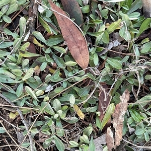 Euchiton japonicus at Higgins, ACT - Today by Jennybach