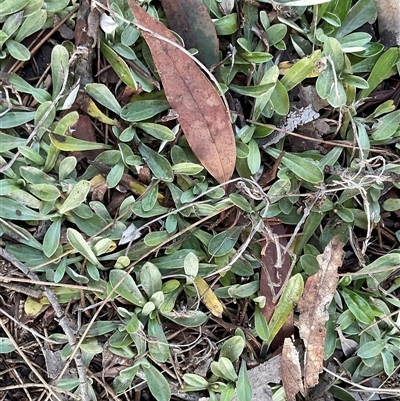 Euchiton japonicus at Higgins, ACT - Today by Jennybach