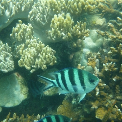 Abudefduf sexfasciatus (Scissortail Sergeant) at Palm Island, QLD - 5 Sep 2023 by LauraBailey