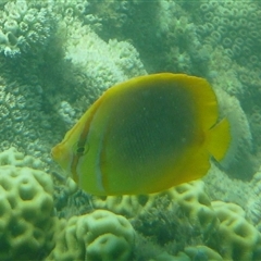 Chaetodon aureofasciatus (Golden-Striped Butterflyfish) at Palm Island, QLD - 5 Sep 2023 by LauraBailey